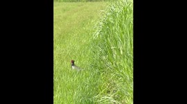Morning Encounter with a Wild Pheasant Amid Ashfall