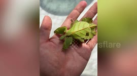 Leaf insect's incredible camouflage captured on video