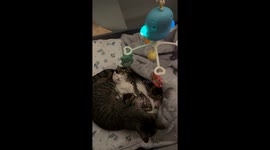 Vilma the tabby and her kittens melt hearts in viral crib comfort lullaby moment