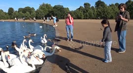 Kensington swans caught poking each other for food by visitors on a scorcher of a day - 2025