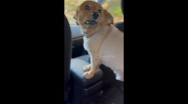 Uber driver’s emotional support dog charms rider into nonstop pets