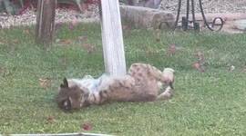 Bobcat in Arizona Backyard