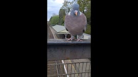 Wood pigeon shares playful moment on bridge in Leatherhead, England