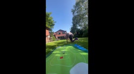 Golf practice interrupted by playful dog in Blackpool, England