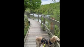 Dog leaps over wall during walk in Chesterfield, England