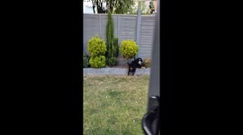 Dog caught digging acts innocent in North Ferriby, England