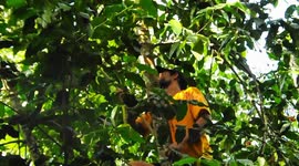My father is very good, harvesting Belinjo fruit for by home