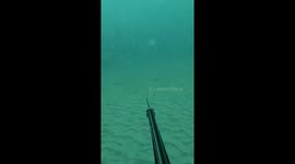 Speargun dragged away by fish in Florida, USA