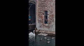 Man feeds swan family and ducks in Wells, England