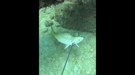 Goliath grouper steals snapper from diver in Florida, USA