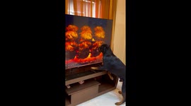 Rottweiler Tries to Lick TV Chicken
