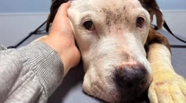 Dubz the Dog Rescued, Receiving Life-Saving Emergency Care
