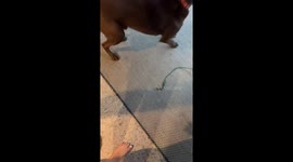 Dogs sense lightning moments before tree strike in Wilmington, North Carolina