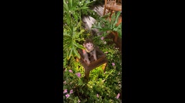 the Pika monkey and his little hut and got to eat a piece of orange