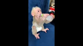 The baby monkey is wearing a diaper and drinking milk happily from a bottle.