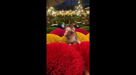 Little monkey eating orange and sitting in a beautiful and romantic space