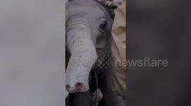 Heartwarming! Lost baby elephant seeks human help to find mother, lets out soft trumpet of thanks post-reunion