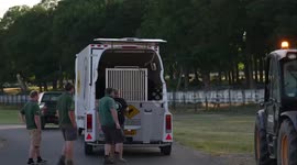 Lion transferred from Germany arrive at safari park in England