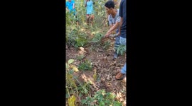 Missing grandfather, 61, found inside giant python before locals cut out his corpse