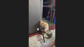 Owner catches her pet cats raiding the fridge