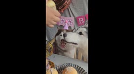 Husky glares at sister dog trying to gatecrash her birthday moment