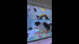 Awesome optical illusion fish tank looks like a cat is inside