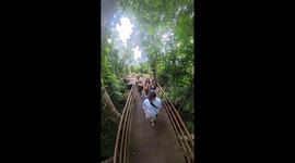 Park visitor slips on wooden walkway in tropical forest
