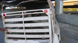 US, Los Angeles: Walnut Horse Trailer Carrying Ponies Overturns on 60 Freeway