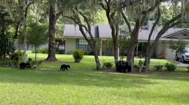 Mother black bear and cubs caught roaming on Florida homeowner's front law
