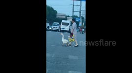Locals bemused as elderly woman takes goose for a stroll through streets