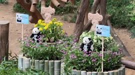 South Korea: Panda twins born in S Korea celebrate 2nd birthday