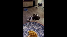 Dog sneaks side-eye at food in Sacramento, California