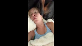 Dog sits on owner's head during a sleepy morning in Phoenix, Arizona, USA