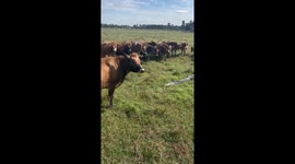 Cows Meeting a Neighborhood Gator