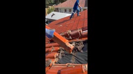 Hundreds of Bats Removed From Beach House