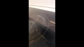 Startled spider goes into wild, unexpected motion after being screamed at