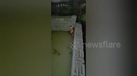 Social organisation rescued a dog fell into a pit under construction building in Shahdol, Madhya Pradesh