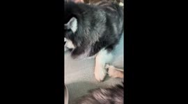 Fussy pet dog refuses to eat his food and pushes away bowl
