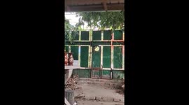 Clever pet dog reaches through hole to unlock gate