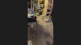 Man heads to shed in search of a tool, discovers adorable kittens instead