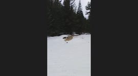 Flash Flood in the Snow