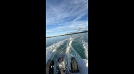 Pirate French Bulldog Surfs Behind Boat
