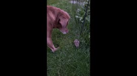 Lucy Being So Gentle With Backyard Bunny