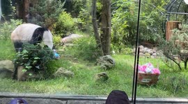 35th Birthday Celebration For A Giant Panda Xin Xin