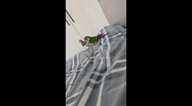 Playful tail ride on the bed in Jilin, China