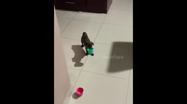 Pug puppy adorably asks for food in Mexicali, Mexico