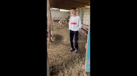 Sheep reacts curiously to boy’s dancing in Dagestan, Russia