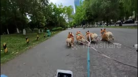 Five corgis pull a cart through park in Sichuan, China