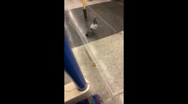 Feathered commuter: Pigeon joins evening tube ride, exits casually at Wood Green