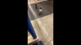A pigeon on the Piccadilly line. He looks like he is late for work!